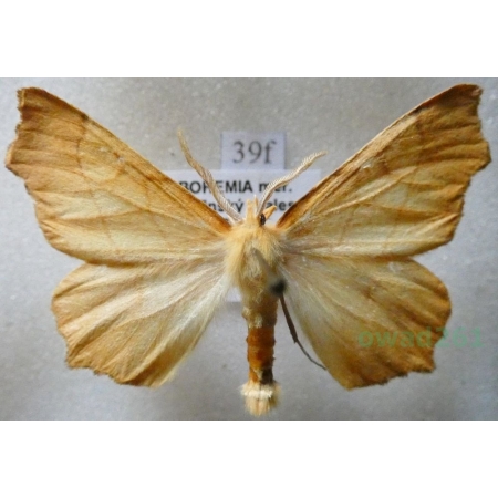 Ennomos quercinaria (Hufnagel, 1767) male Latalec dębiniak Czech39f